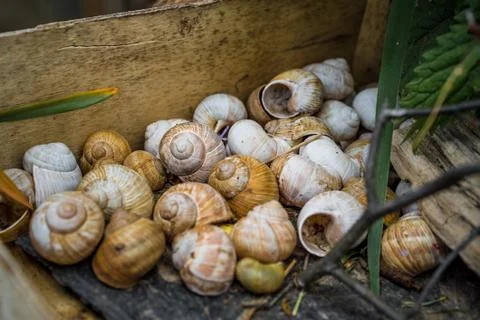 Shells in a box Stock Photos