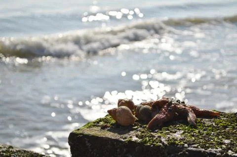 Shells on a breakwater Stock Photos