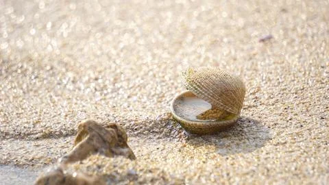 Shells in brown sand. Seashell on sandy beach. Stock Photos