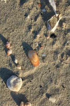 Shells close up elafonisi beach crete island covid-19 season holidays modern  Stock Photos