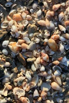 Shells close up sea coast red sand elafonisi beach crete greece covid-19 holi Stock Photos