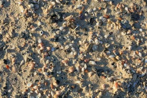 Shells close up sea coast red sand elafonisi beach crete greece covid-19 holi Stock Photos