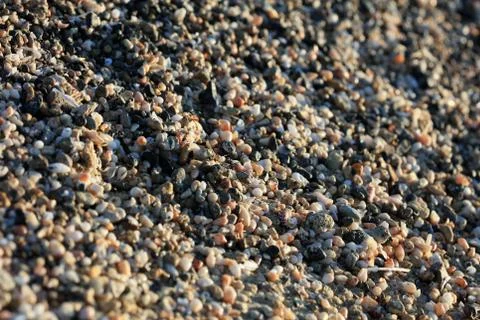 Shells close up sea coast red sand elafonisi beach crete greece covid-19 holi Stock Photos