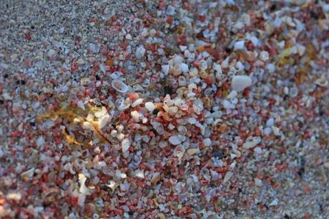 Shells close up sea coast red sand elafonisi beach crete greece covid-19 holi Stock Photos