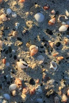 Shells close up sea coast red sand elafonisi beach crete greece covid-19 holi Stock Photos