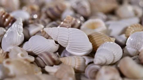 Shells collected on a beach during low tide while sunlight shines on them in Stock Photos