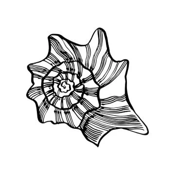 Shells collection. Hand-drawn graphic illustration of the under the sea. Can be Stock Illustration