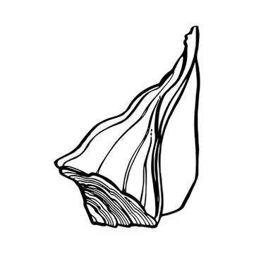 Shells collection. Hand-drawn graphic illustration of the under the sea. Can be Stock Illustration