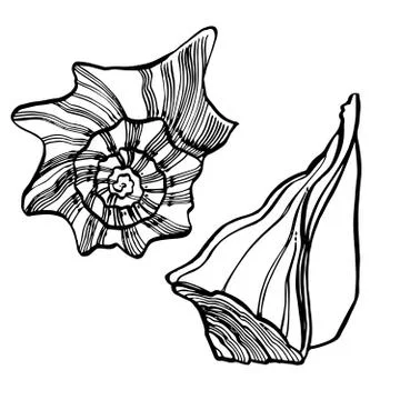 Shells collection. Hand-drawn graphic illustration of the under the sea. Can be Stock Illustration