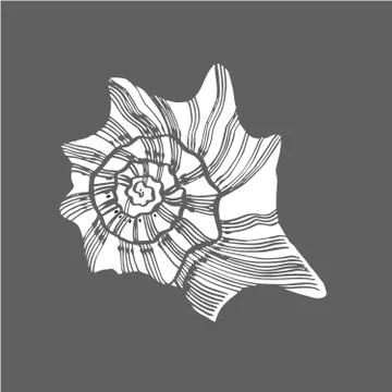 Shells collection. Hand-drawn graphic illustration of the under the sea. Can be Stock Illustration