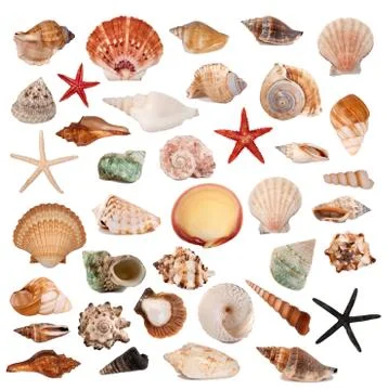 Shells collection Stock Photos