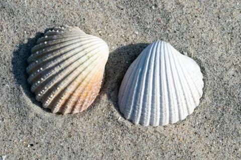 Shells of common cockles in the sand. Stock Photos