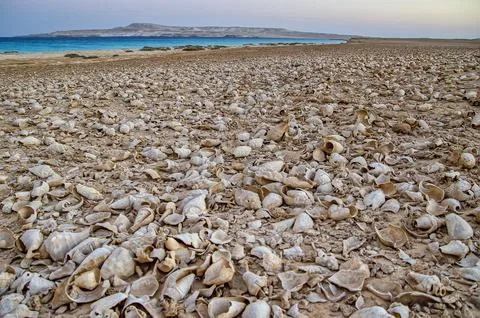 Shells on a desert beach Stock Photos