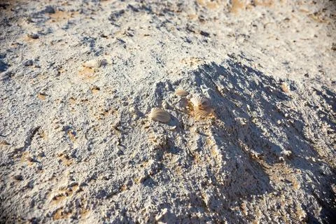 Shells in the desert former ancient ocean bottom Egypt Stock Photos