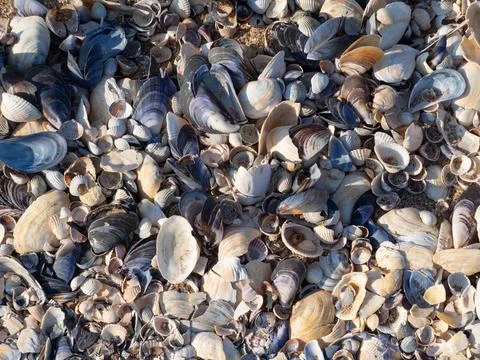 Shells of different types of colors and sizes on the beach. Background text.. 库存照片