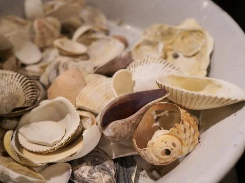 Shells on the dish Stock Photos