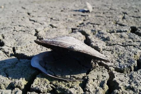 Shells on the Dry Lake Bed Foto stock