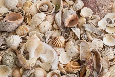 Shells on the floor Stock Photos