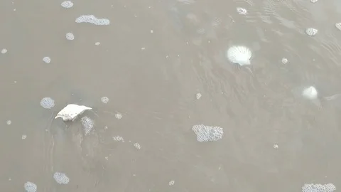 Shells flowing on Sea water Stock Footage 108428269