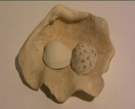 Shells   Stock Footage 561073