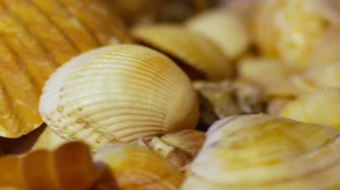 Shells Stock Footage 21264502