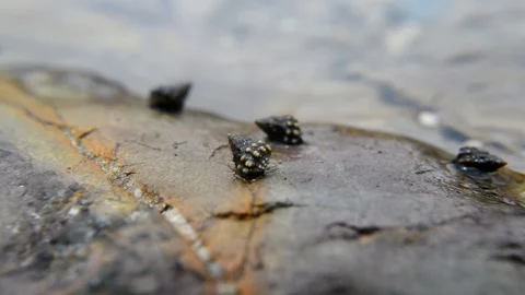 Shells Stock Footage 115563129