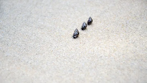 Shells Stock Footage 115563153