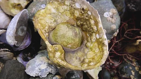 Shells 스톡 동영상 137147904