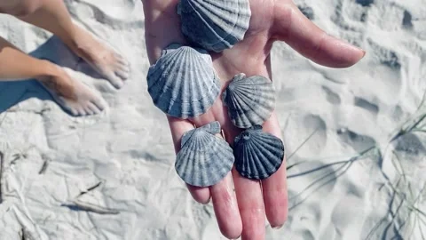 Shells Stock Footage 156163997