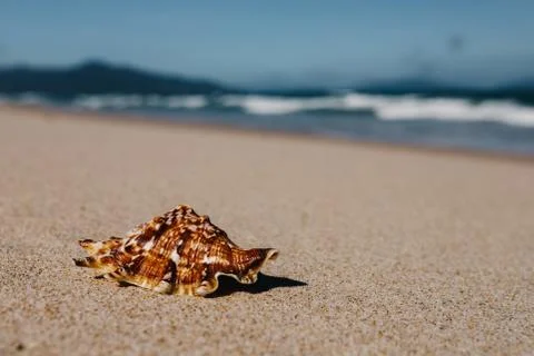 Shells in foreground on sand and blurry sea, Tropical beach with. Stock Photos
