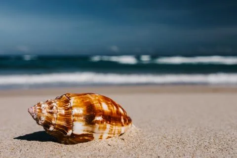 Shells in foreground on sand and blurry sea, Tropical beach with. Stock Photos