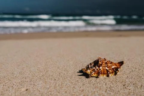 Shells in foreground on sand and blurry sea, Tropical beach with. Stock Photos