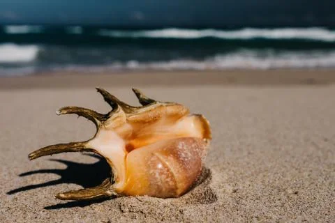 Shells in foreground on sand and blurry sea, Tropical beach with. Stock Photos