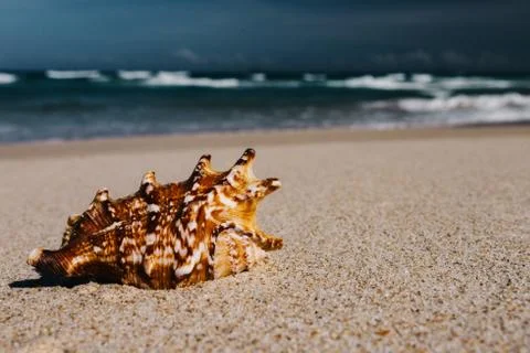 Shells in foreground on sand and blurry sea, Tropical beach with. 库存照片