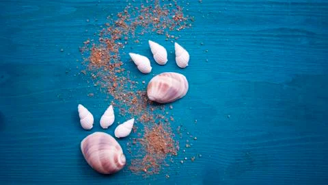 Shells in the form of paws of a cat, the sand, the sun. The concept of the sp Stock Photos