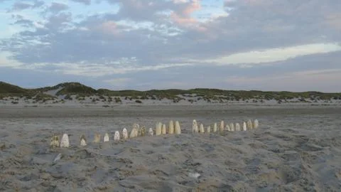 Shells Forming a Line on the Beach Stock Photos
