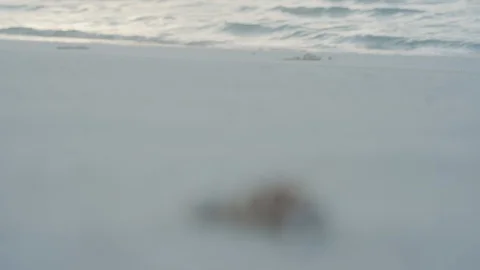 Shells in front of the ocean 動画素材 95413181