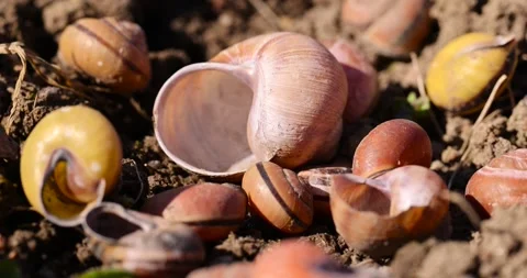 Shells of garden and grape snails on the ground, a large number of empty snail Stock Footage 313853533