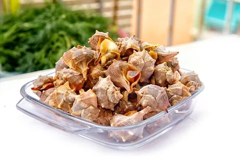 Shells Gathered From the Beach in a Clear Dish Ready for Cooking on a Sunny Day Stock Photos