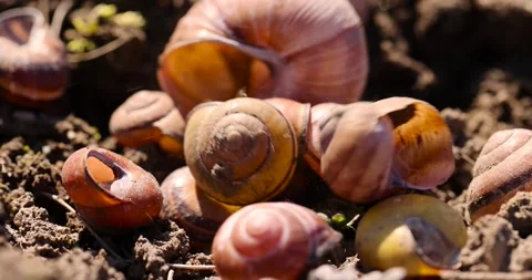 Shells of grape snails on the ground, a large number of empty snail shells on Stock Footage 314039180