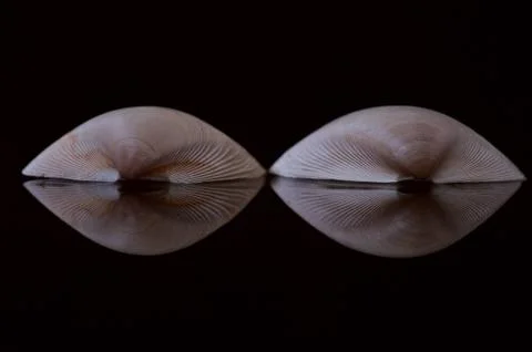Shells with great patterns and its reflection Stock Photos
