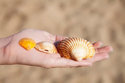Shells on hand Stock Photos