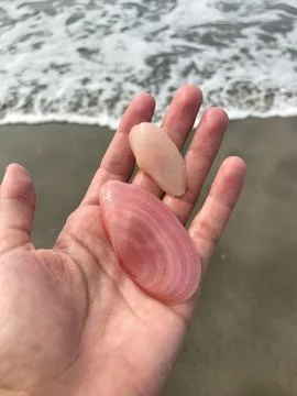 Shells in hand Stock Photos