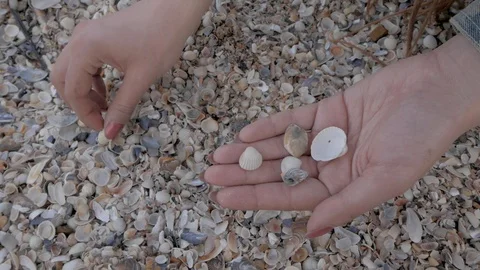 Shells in hands Stock Footage 90194033