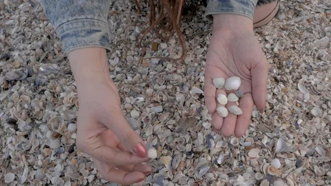 Shells in hands Stock Footage 90194076