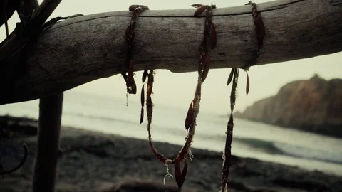 Shells hang from branch, foregrounding a sunset beach.

Tripod. Fixed Stock Footage 129040506