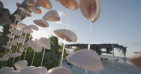Shells in Holbox Mexico Stock Footage 240742814