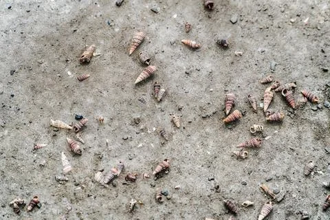 Shells Horn snails Potamididae Foto stock