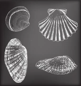 Shells Stock Illustration