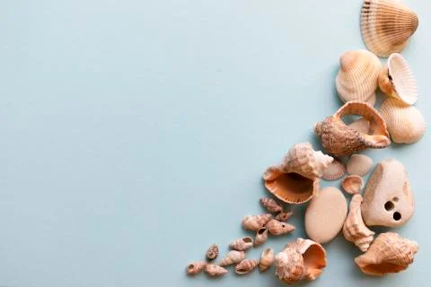 Shells isolated on a blue background Stock Photos